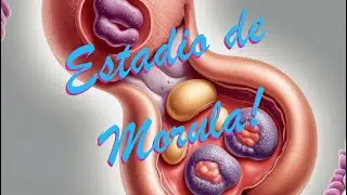 Embriología: Primera semana de gestación PARTE 2