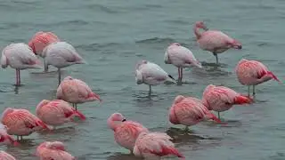 Chilean Flamingo, American Flamingo & Greater Flamingo - Grevelingendam (Netherlands) 29-12-2024