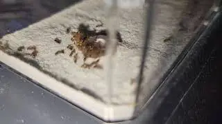 Tetramorium immigrans trying to shove a fish food flake into their nest. THA XL Mini Hearth