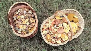 Косим грибы маслята под дождем