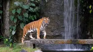 #tiger #waterfall #nature #naturelovers #viral #viralvideo #trending #animals