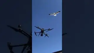 Drone vs Bird! - Seagull vs DJI M300