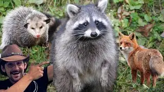 TRAPPING FOR ANYTHING THAT BITES!! On The Trapline With Dennis!!