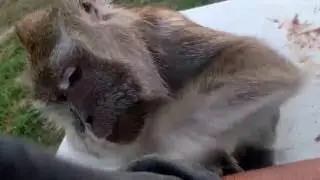 Bugs Bullock Java Macaque King Of Misfitland