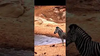 ZEBRAS SPOT the CROC! #short #safari