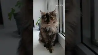 Трехцветное пушистое чудо ждет своих мам-пап!!!