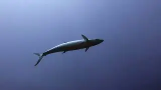 Pristine Diving | Pemba Island | Tanzania | Ep.11