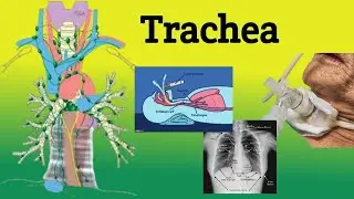Trachea || Anatomy; Location, Relations, Clinical Correlations