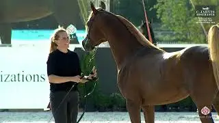 Prague  2023 Czech National Show   Class 10