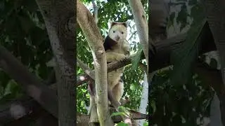 Милый древесный кенгуру / 