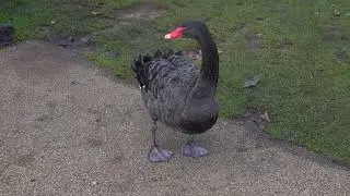 Black Swan ashore at the Round Pond