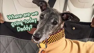 Exploring Stunning Places with Our Greyhound : Heartfelt Moments Awaits!