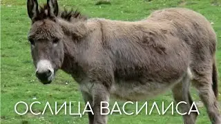 ОСЛИЦА ВАСИЛИСА
