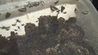 Бабочки восковой моли