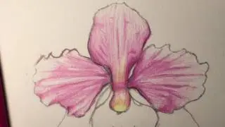 Colouring Miss Joaquim