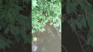 The Elusive Ohio Mink also known as Jack The Ripper
