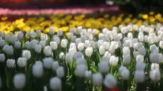 横浜公園 チューリップ 2023
