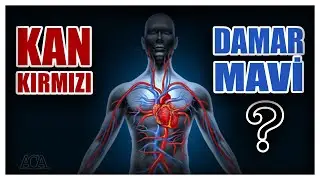 KANIMIZ KIRMIZI , DAMARLARIMIZ NEDEN MAVİ ?