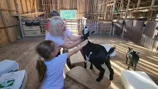 Снимаем СТРЕСС - Козотерапия