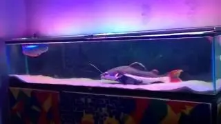 Краснохвостый сом 81 см, рассекает по аквариуму