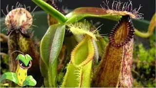 SERIOUSLY THESE PLANTS ARE GORGEOUS ! [Pearl River Exotics Unboxing]
