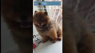 Подпишитесь на Telegram🐕https://t.me/trufel28