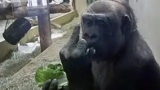 Gorilla flips me off