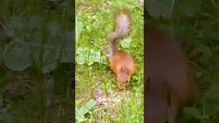 Каких животных можно встретиться в лесу на Банном и в Абзаково?!