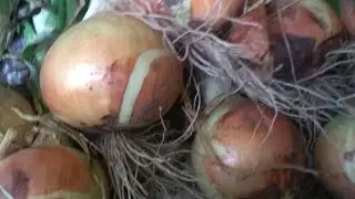 Сім сортів цибулі з насіння. Зазвичай урожай кращий)