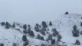 Карышкырлар айылды аралаганы калды 😱 09.12.2022 саат 