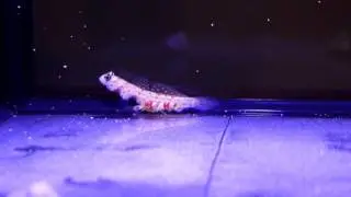 Orange Spotted Goby and Pistol Shrimp