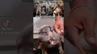 Kong x Red 🔥  XL Puppies 🔥 Born Dec 1st.  #xlbully #americanb