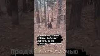 Funny video. Funny dog. Funny pig 🐖 Funny joke. приколы. смешные приколы. прикольные видео. тик ток.