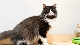 KUCING PERSIA MEDIUM HAMIL PERTAMA KALI