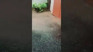 വൻ ഒഴുക്കാ മുറ്റം മുങ്ങി#heavy rain in Calicut 🌧️