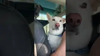 The give me in n out face