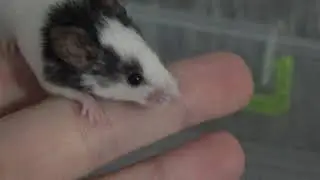 Японская мышь по имени Таркан! Не простой парень!