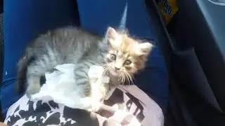 Бездомный котенок, которому однажды очень повезло