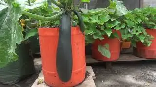 Cara menanam Zuchini Hijau dalam jerigen agar panen terus | How  To grow Zucchini