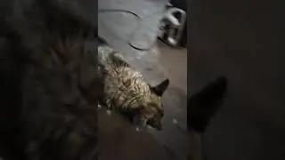 ВЗЯЛИ НА РАБОТУ ЭЛЕКТРОНЩИКА!