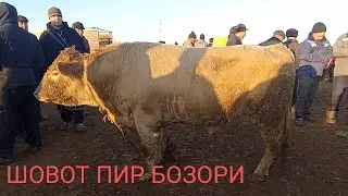 Шовот пир мол бозори укизлар нархи 4 январь 2023