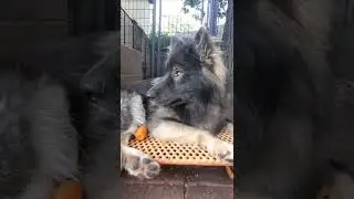 Dog Pack Eating Carrots 