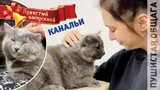 ПУШИСТЫЙ ВЫПУСКНОЙ КАНАЛЬИ