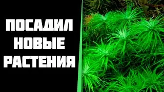 Посадил тонину белем, манус и Rotala Sahyadrica.