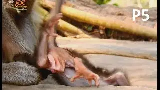 P5: Poor baby Gino Cry Seizure Miss mom d0 Wrong Step fall down in gap Rock.