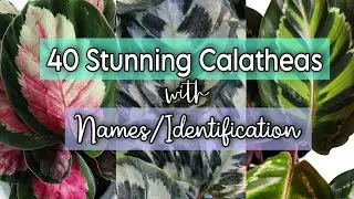 40 Varieties of Calathea Plants / Calathea Identification/Name / Prayer Plant Varieties 