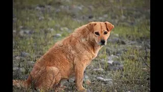 Нужно или не нужно кормить бездомных собак?