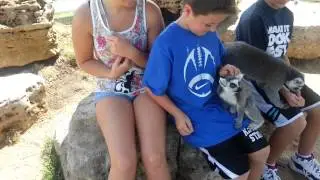 Lemurs and Kids