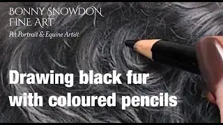 Drawing Black Fur with Coloured Pencils - the beginning is ugly so bear with it ;)