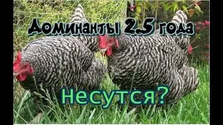 Как несутся Доминанты в два с половиной года.